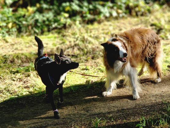 Zwei Hunde auf sonnigem Waldweg