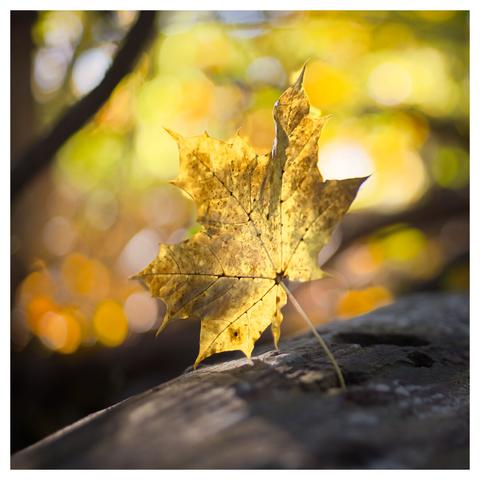 a single yellow leaf in the forest