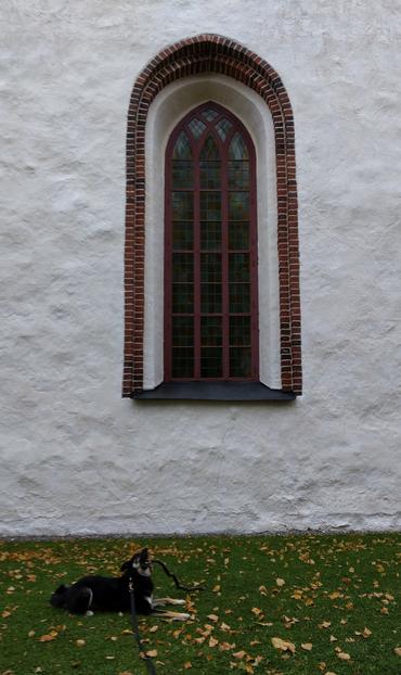 Koira makaa nurmikolla kaari-ikkunan alla Porvoon tuomiokirkon seinustalla. Sen pää on kohotettuna, sillä se puree isoa keppiä. Nurmikolla on puista pudonneita keltaruskeita lehtiä.