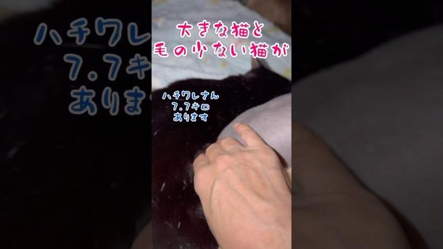 スフィンクス猫チャイとハチワレ猫ぎょくの日常🤣👍#shorts#cat #猫 #猫のいる暮らし #sphynx #保護猫