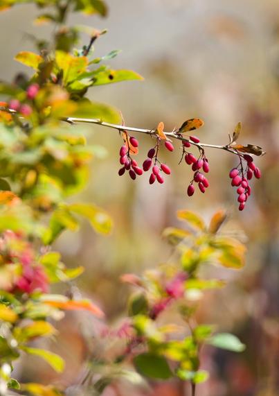 Zweig mit Trauben von länglichen pinkfarbenen Beeren. Im Hintergrund unscharf leuchtend grünes Blattwerk mit viel Pink dazwischen.