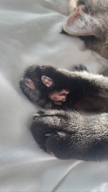 Lulu the cat's toe beans, with ear.