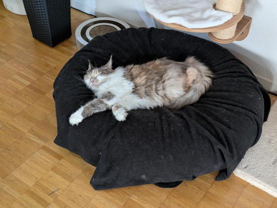 A black silver torbie with white Maine Coon sleeping heroically in a big round pet bed