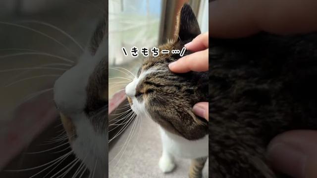 甘えてくる猫のどんぐり#shorts#猫 #保護猫 #cat #猫のいる暮らし #古民家