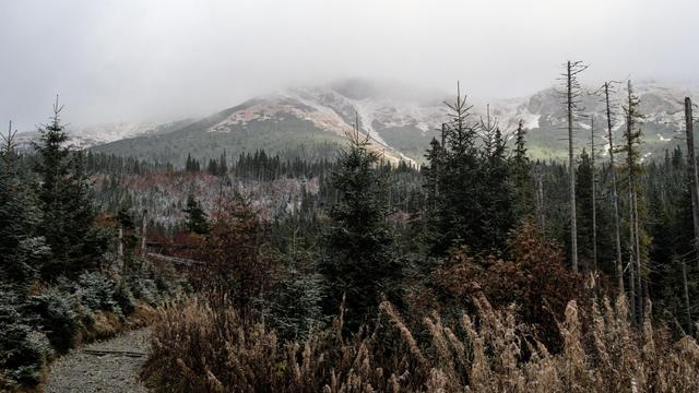 Panoramic photo of a landscape. In the left foreground, there is a trail just before a bend that disappears into the forest that makes up most of the foreground and the lower two-thirds of the image. The forest is mostly evergreen trees, but with other trees and greenery appearing here and there throughout. The non-evergreens display autumnal foliage, yet there is very fine layer of powdery snow on the plants, not enough to really cover them. In the upper third of the picture, there are mountains, covered in their lower part by the extension of the forest but rising up high, the treeline showing and with snow on the part above it. The exact height of the mountains is hard to determine, as the peaks disappear into light grey mist/clouds. Most of the picture is in muted light, but there is a spot of sunlight near the centre of the image, illuminating the forest at the foot of the mountains.