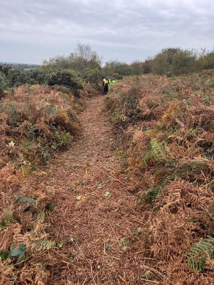 A cleared footpath making it accessible to all to walk