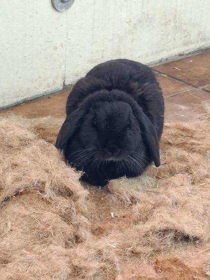 Black rabbit lying on the floor next to piles of hemp mats.