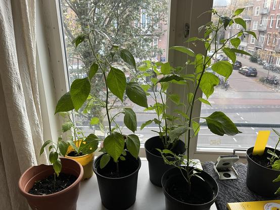 Some pepperplants on the windowsill. Hoping to survive winter to produce chillies next year. Aji golden, Bishops crown, chilhualcle negro