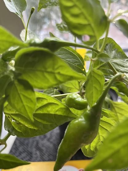 Aji golden showing promise