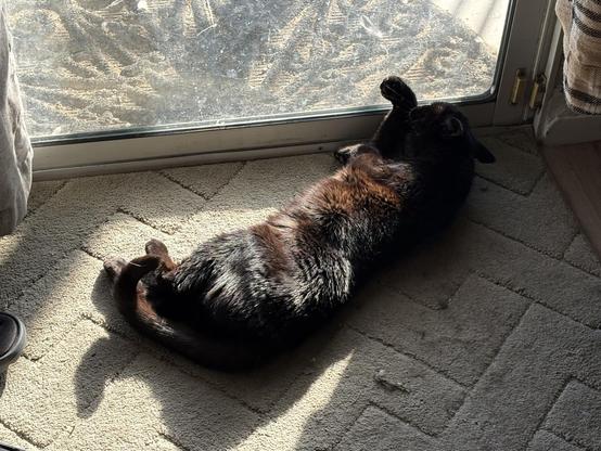 Black cat, stretched out lounging on a rug in front of a sliding glass door