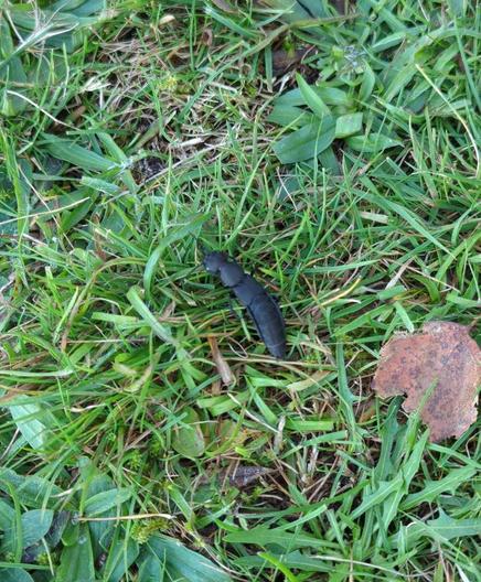 Ein Moderkäfer auf dem Boden.
Auf Gras und anderen grünen Pflanzen befindet sich ein langgezogenes Insekt. Es ist schwarz. Matt bis glänzend. Die Augen sind gut zu erkennen. Es hat einen Kopf, ähnlich einer Ameise. Einen kurzen Abschnitt danach und anschließend einen langen, biegsamen Körper. Darauf sind zwei sehr kurze Deckflügel - ist schließlich immer noch ein Käfer 😉
Auf den ersten Blick könnte man es für einen zu großen Ohrenkneifer halten. Am Ende befinden sich zwei Anhängsel.