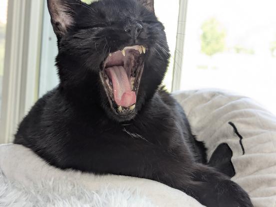 He yawns!