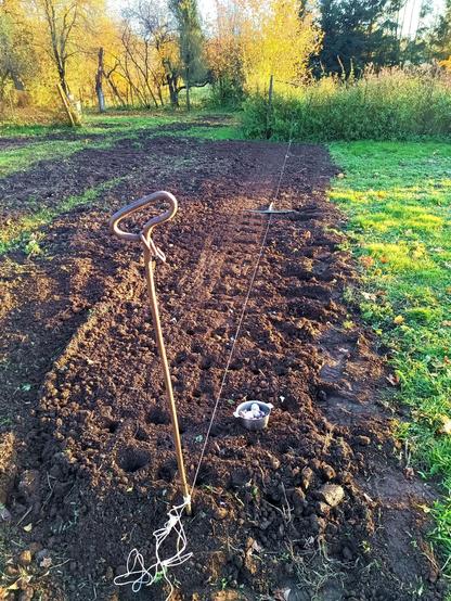 A recently cultivated area with a string stretched across it for guidance and a broken rake poking marker holes in it. A small bowl of garlic bulbs sits in the dirt.