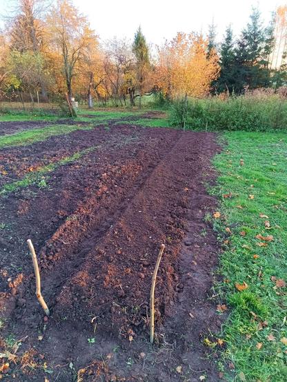 Same area, but now planted with 5 rows of garlic, 8 cm deep and raked over. Four sticks mark the corners and a small path of soil has been trampled around the edges.