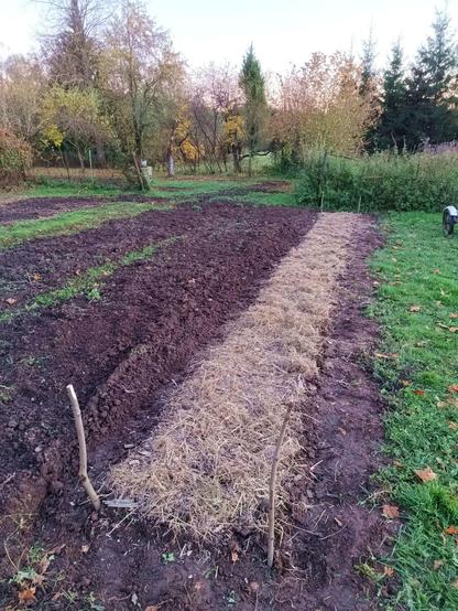 Same bed at last light, now covered with some barn sweepings consisting mostly of hay, dirt and mouse droppings.