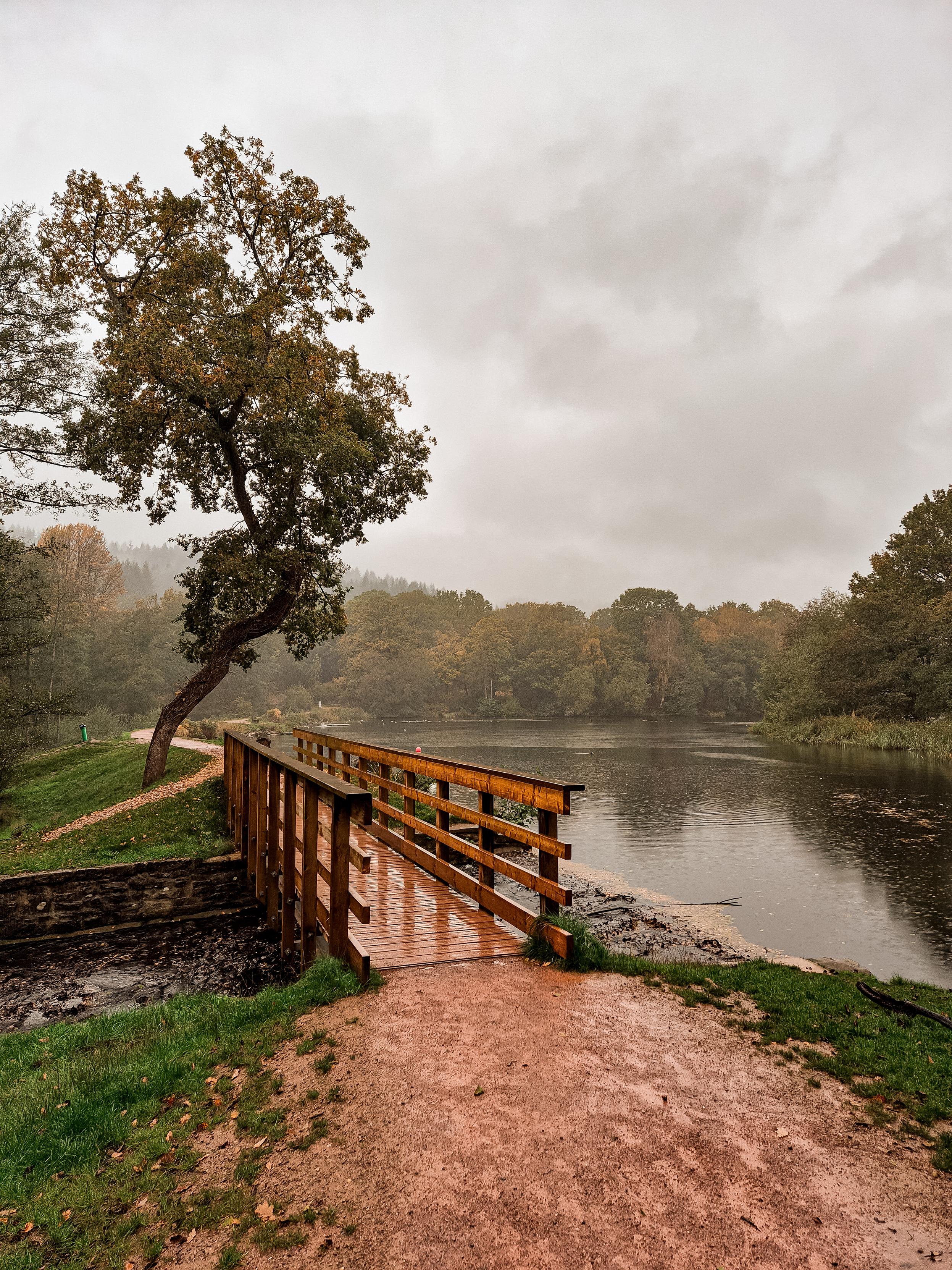A bridge by a lake, with a beautifully wonky tree