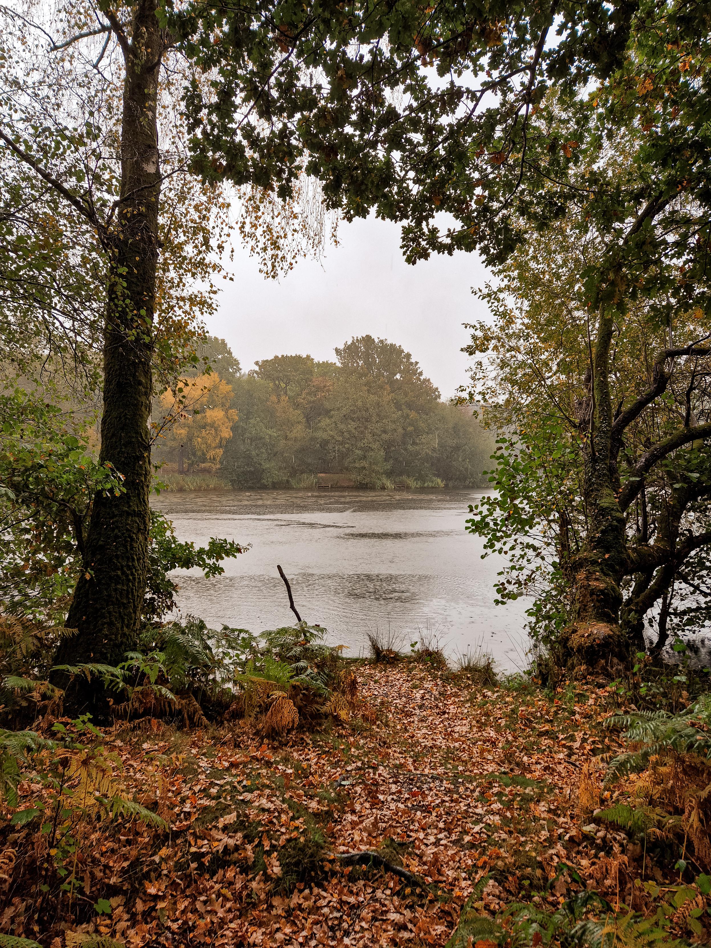 Trees, golden leaves and a lake