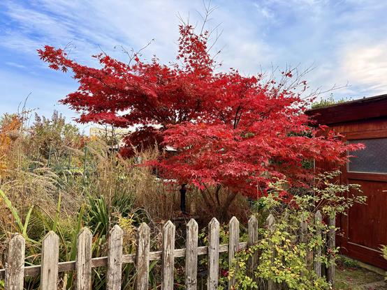 Ein roter Japanischer Zierahorn hinter einem von einer Heckenrose teilweise bewachsenen Holzzaun. Der Himmel ist leicht bewölkt. Rechts sieht man eine Tür von einem Schuppen.