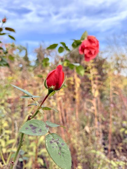 Eine noch nicht geöffnete einzelne rote Rosenblüte scharf im Vordergrund. Im Hintergrund sieht man unscharf eine geöffnete rosa Rosenblüte und wildes Gestrüpp.