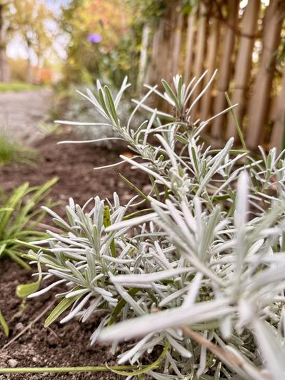 Ein Beet mit silbernem Lavendel. Im Hintergrund ein Holzzaun.