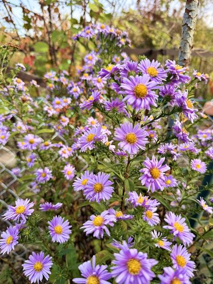 Lila Herbstastern mit zahlreichen Blüten.