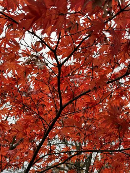 Dichtes rotes Ahornlaub