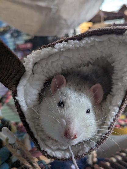 A roan top eared rat in a fluffy tunnel; just his face shows.