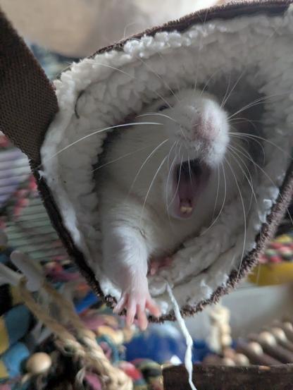 Now he's taking and stretching out one paw towards us.