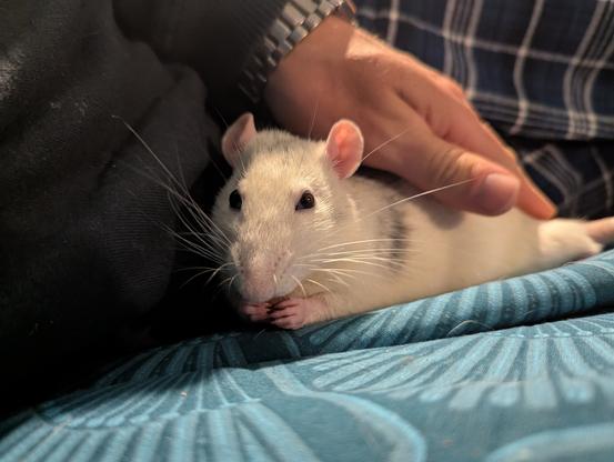 Here he's having a cuddle and eating a treat