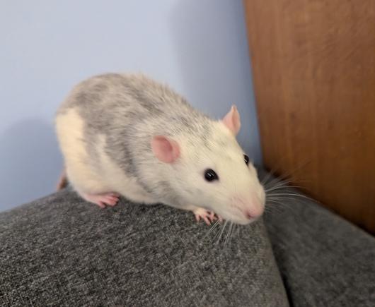 And here, he's observing and exploring his new home - sitting up in an alert posture, whiskers forward.