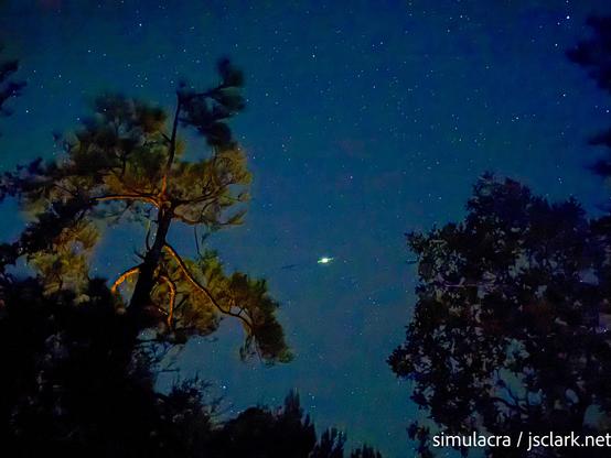 Night sky with streak from aircraft (3-sec exposure) and pine silhouettes