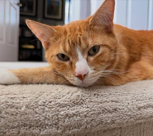 A relaxed orange tabby cat with white markings rests on a beige carpeted step, lying on its side with one paw stretched forward. The cat’s eyes are half open in a calm, sleepy expression, and the background is softly blurred, suggesting an indoor home setting.