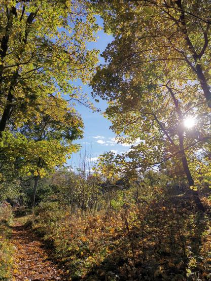 Syksyn väreissä loistavien isojen vaahteroiden keskellä kulkeva polku, taustalla näkyy vaaleansininen taivas.