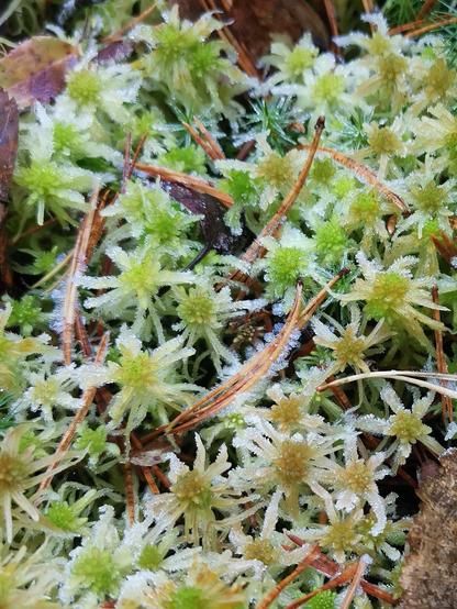 Jäähileiset vihreät rahkasammalet lähikuvassa.