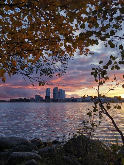 Kalasataman tornitalot ja pinkki auringonlasku kuvattuna Kivinokan kärjestä koivunoksien lomasta.