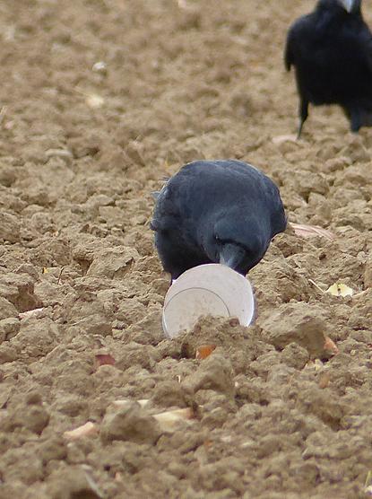 Die Bild zeigt eine Rabenkrähe, die auf einem braunem Acker einen leeren Pappbecher an der Bodenfalz mit dem Schnabel aufnimmt.