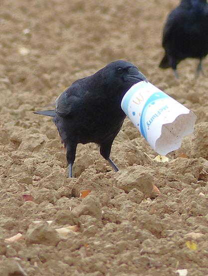 Der Becher wird angehoben ...