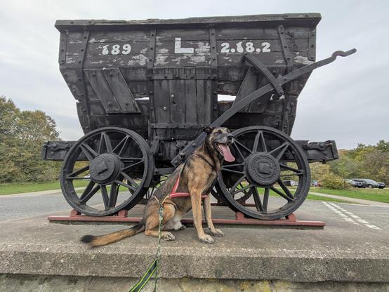 A large brown and black dog, wearing a canicross harness, sat in front of an old coal wagon.