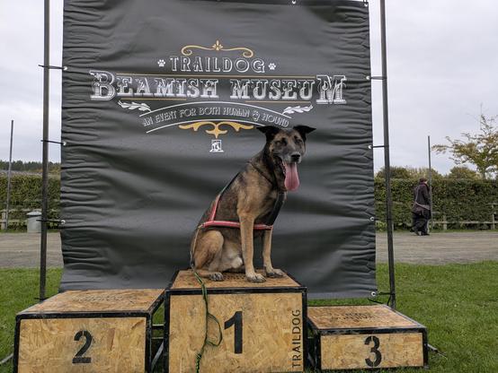That dog again, sitting on the top step of the podium in front of the Traildog Beamish Museum event logo. First in the RPD category?
