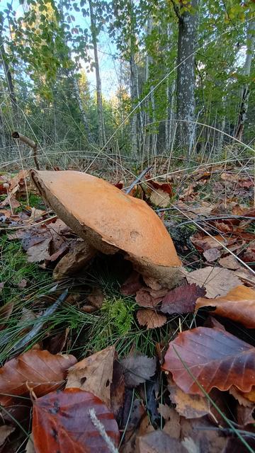 Orange birch bolete (Leccinum versipelle)