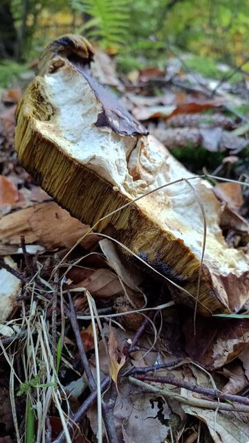 Penny bun (Boletus edulis) (perhaps?)