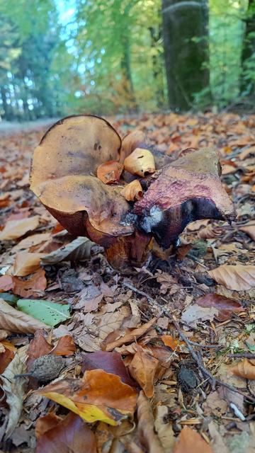 Dotted stem bolete (Neoboletus luridiformis)