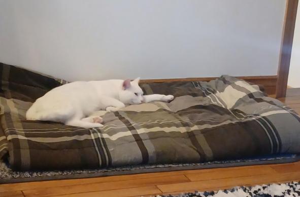 Casper, the all white cat, is stretched out on a quilted blanket that our dog Harley sleeps on in our living room.  Zero guilt from the look on his face.