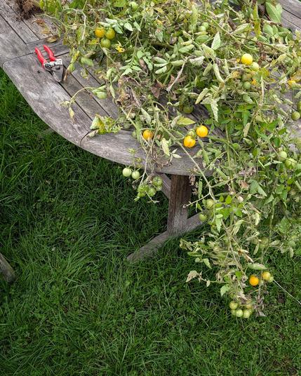 Tomatenpflanzen auf dem Gartentisch zum letzten Abernten.