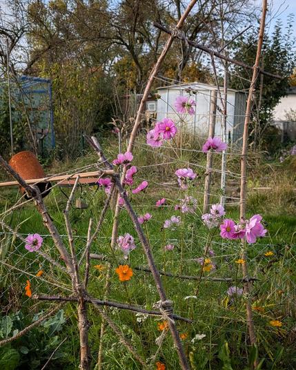 Pinke und orangene Cosmeen am ehemaligen Erbsentankgerüst