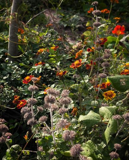 Blutorangentagetes blühen hinter den puscheligen Samenständen des Wirbeldosts.