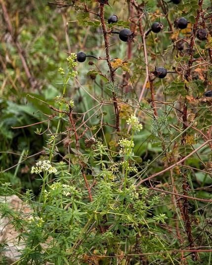 Das Leimkraut blüht nochmal, rechts daneben die Bibernellrose mit ihren schwarzen Hagebutten