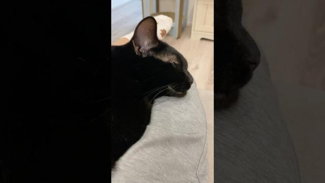 あごを乗っけたらちょっとしゃくれちゃった黒猫ボンベイ　#子猫 #cat #bombay #猫のいる暮らし #ねこ動画 #ねこ #ねこのいる生活 #かわいい #癒やし #甘えん坊