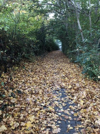 Ein Hohlweg zwischen grünen Sträuchern der voller gelber Blätter liegt.