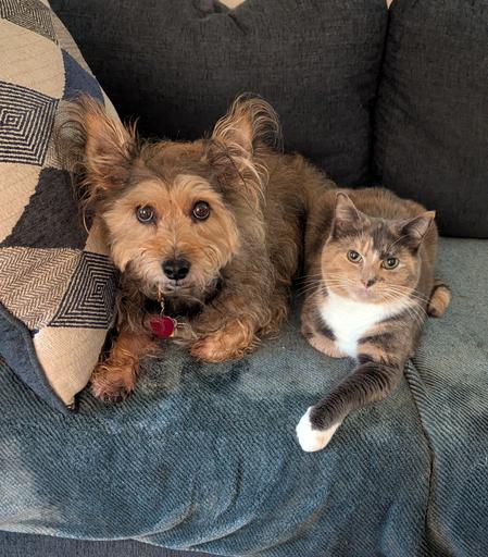 A small brown dog and calico cat sitting next to each other on a blue sofa